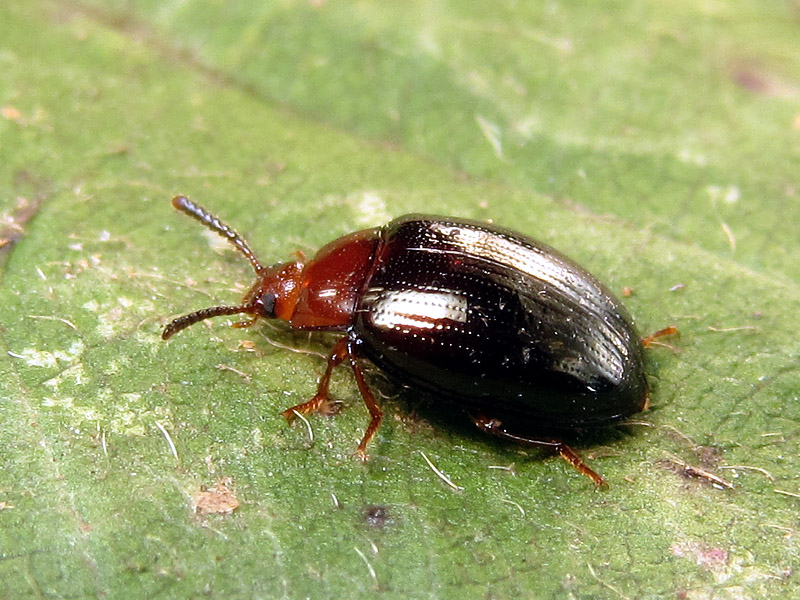 Erotylidae ? No, Scaphidema metallicum, Tenebrionidae